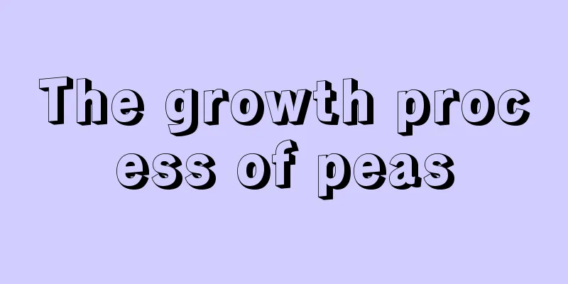 The growth process of peas