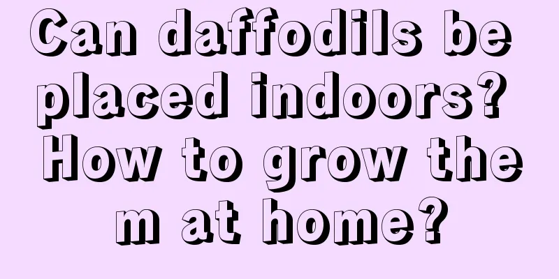 Can daffodils be placed indoors? How to grow them at home?