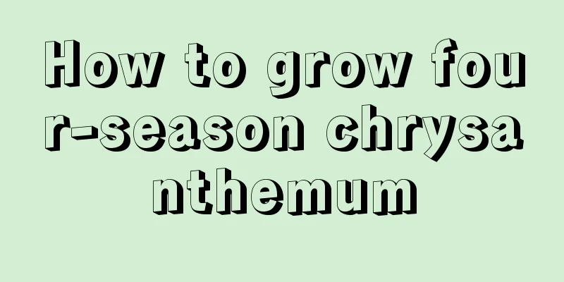 How to grow four-season chrysanthemum