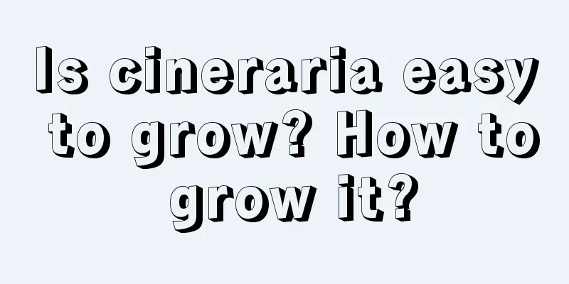 Is cineraria easy to grow? How to grow it?