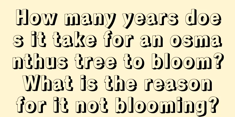 How many years does it take for an osmanthus tree to bloom? What is the reason for it not blooming?