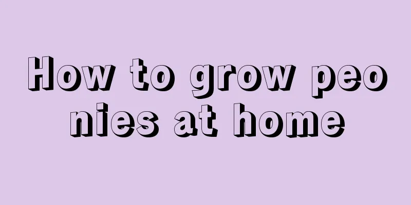 How to grow peonies at home