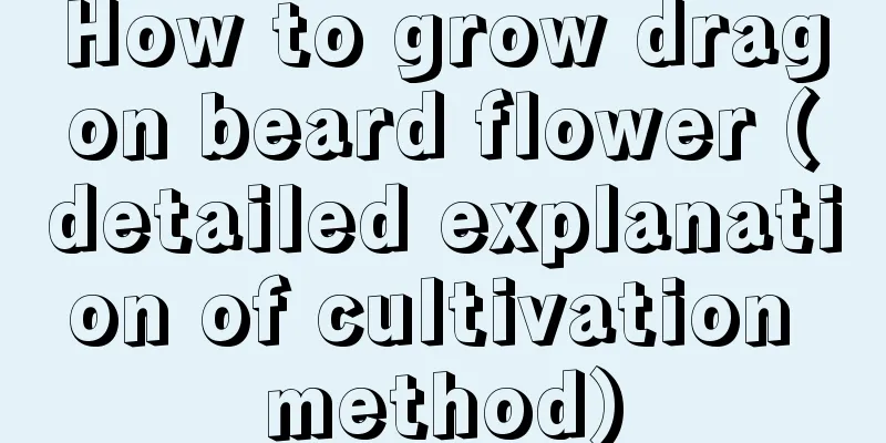 How to grow dragon beard flower (detailed explanation of cultivation method)