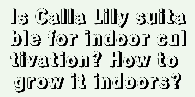 Is Calla Lily suitable for indoor cultivation? How to grow it indoors?