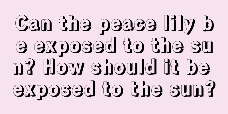 Can the peace lily be exposed to the sun? How should it be exposed to the sun?