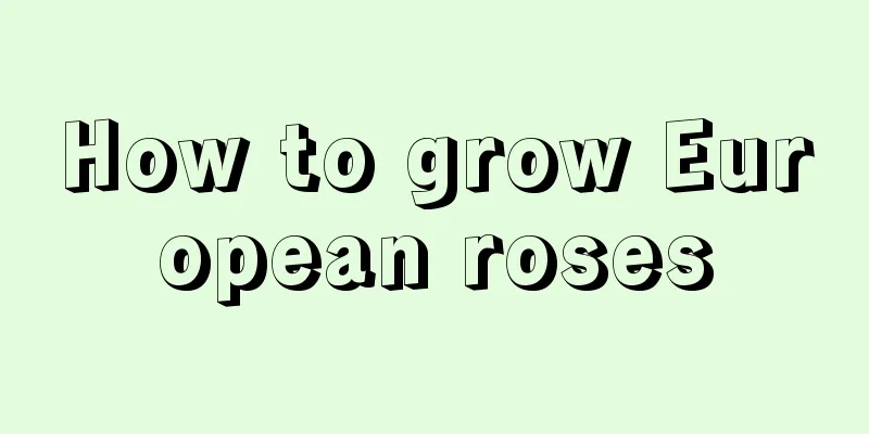 How to grow European roses