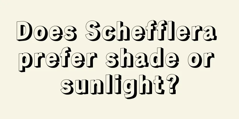 Does Schefflera prefer shade or sunlight?