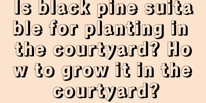 Is black pine suitable for planting in the courtyard? How to grow it in the courtyard?