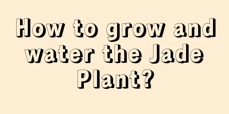 How to grow and water the Jade Plant?