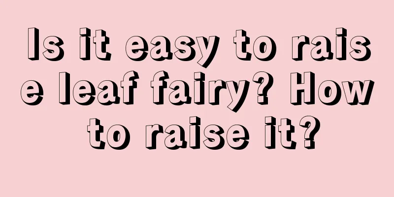 Is it easy to raise leaf fairy? How to raise it?