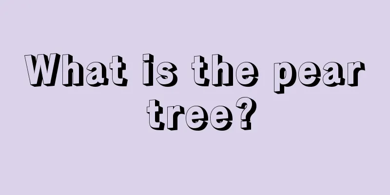 What is the pear tree?