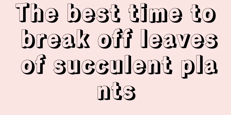 The best time to break off leaves of succulent plants