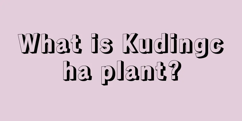 What is Kudingcha plant?