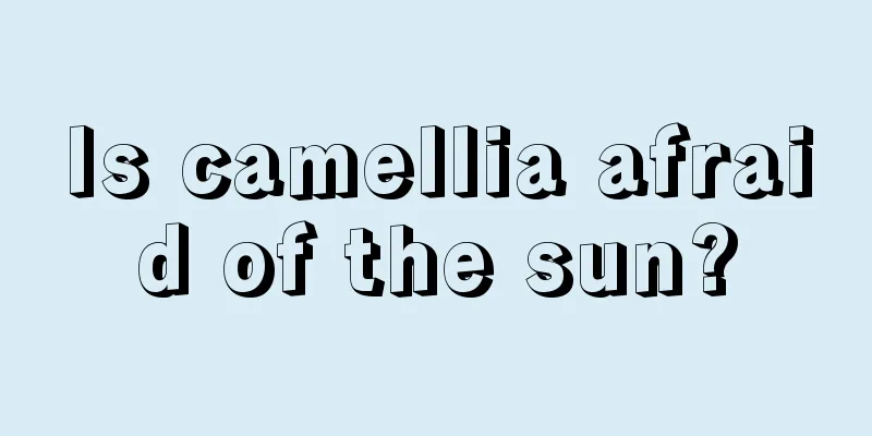 Is camellia afraid of the sun?