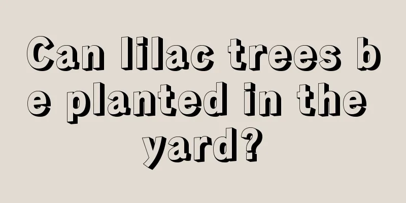 Can lilac trees be planted in the yard?