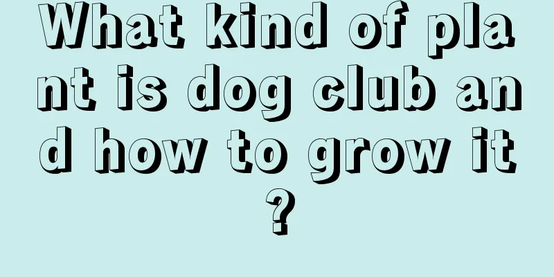 What kind of plant is dog club and how to grow it?