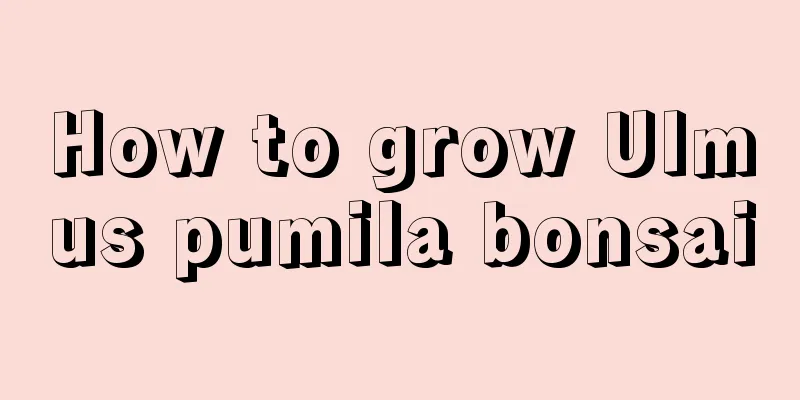 How to grow Ulmus pumila bonsai