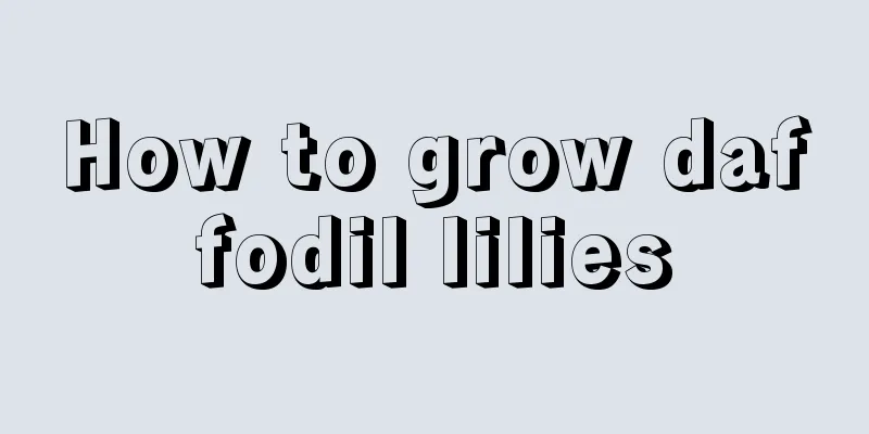 How to grow daffodil lilies