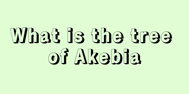 What is the tree of Akebia