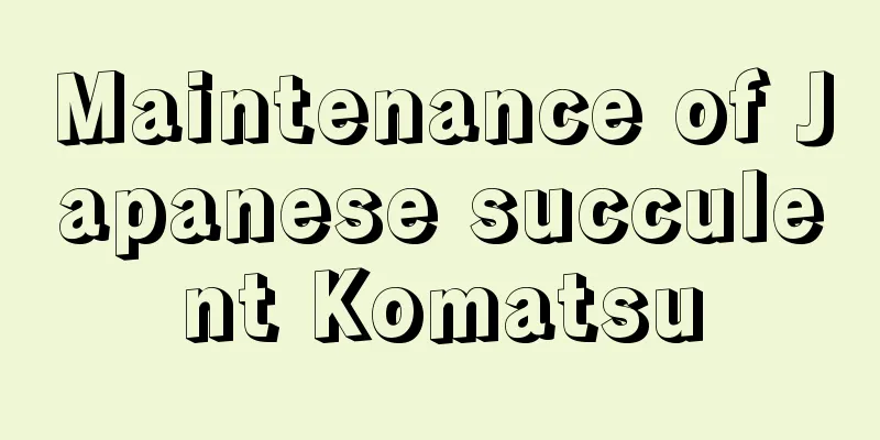 Maintenance of Japanese succulent Komatsu