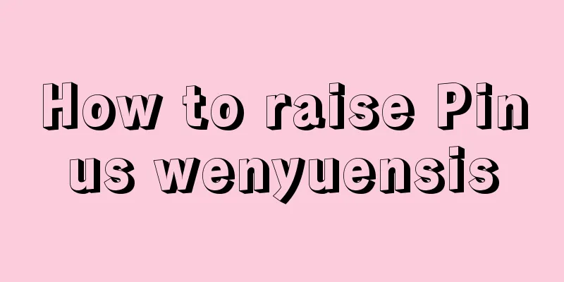 How to raise Pinus wenyuensis