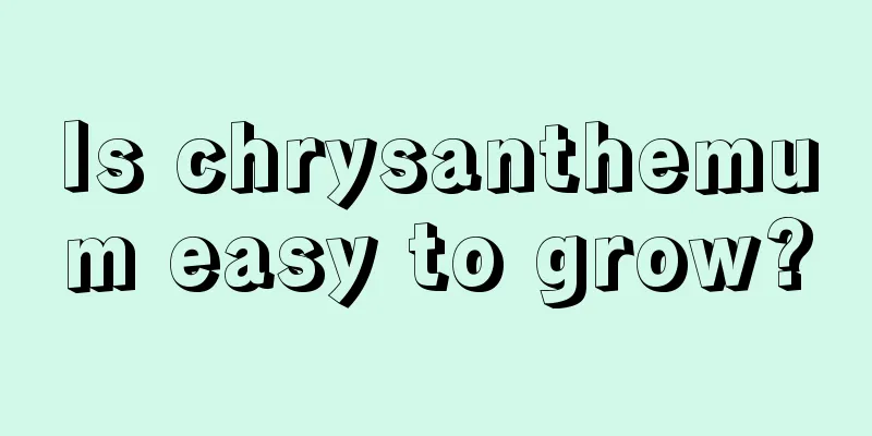 Is chrysanthemum easy to grow?