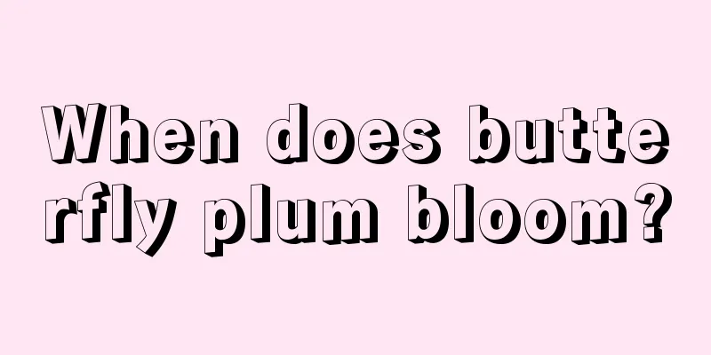 When does butterfly plum bloom?