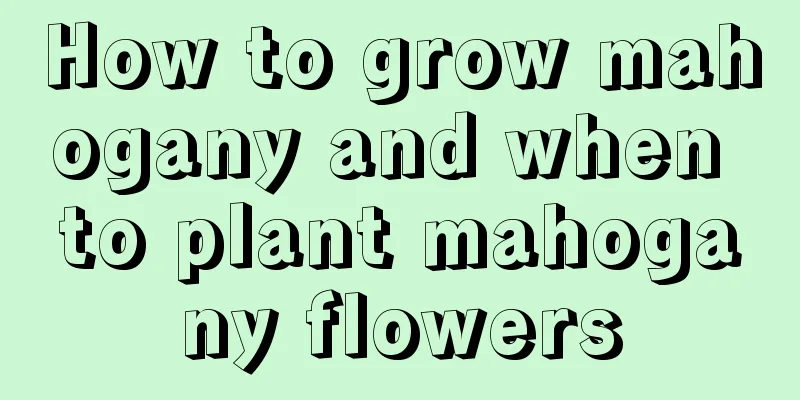 How to grow mahogany and when to plant mahogany flowers