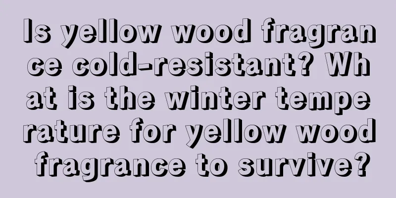 Is yellow wood fragrance cold-resistant? What is the winter temperature for yellow wood fragrance to survive?