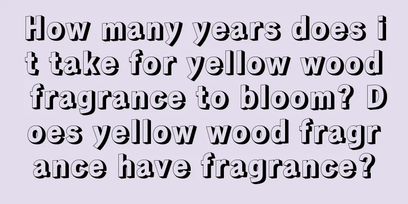 How many years does it take for yellow wood fragrance to bloom? Does yellow wood fragrance have fragrance?