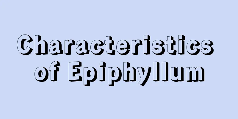 Characteristics of Epiphyllum