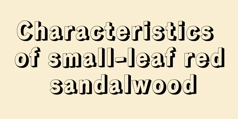 Characteristics of small-leaf red sandalwood