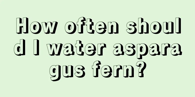 How often should I water asparagus fern?