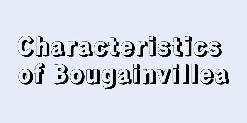 Characteristics of Bougainvillea