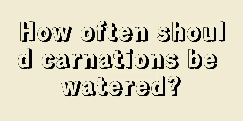 How often should carnations be watered?