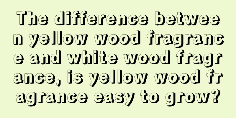 The difference between yellow wood fragrance and white wood fragrance, is yellow wood fragrance easy to grow?