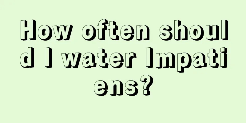 How often should I water Impatiens?