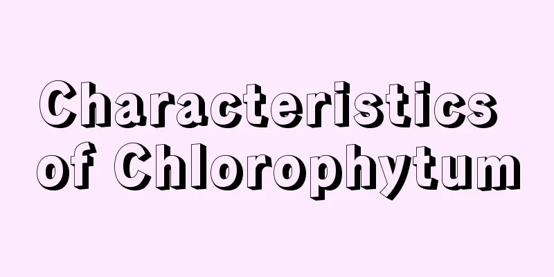 Characteristics of Chlorophytum