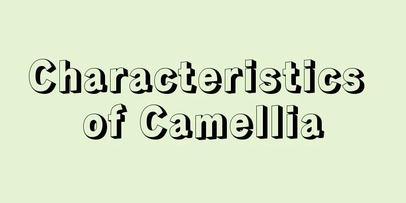 Characteristics of Camellia