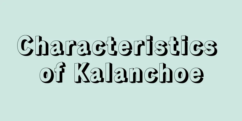 Characteristics of Kalanchoe