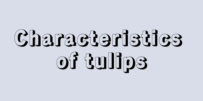 Characteristics of tulips