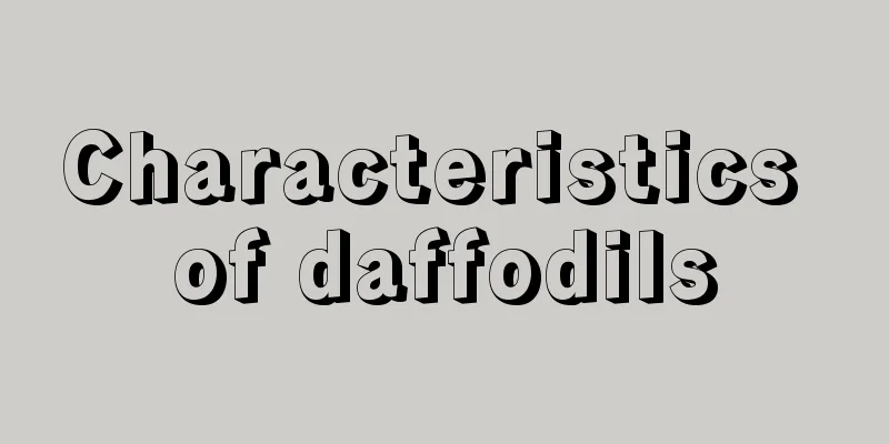 Characteristics of daffodils