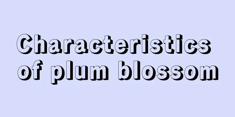 Characteristics of plum blossom