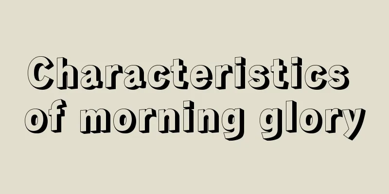 Characteristics of morning glory