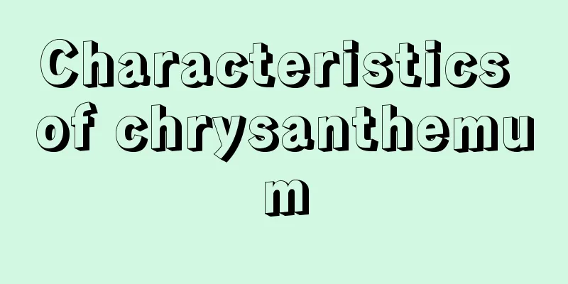 Characteristics of chrysanthemum