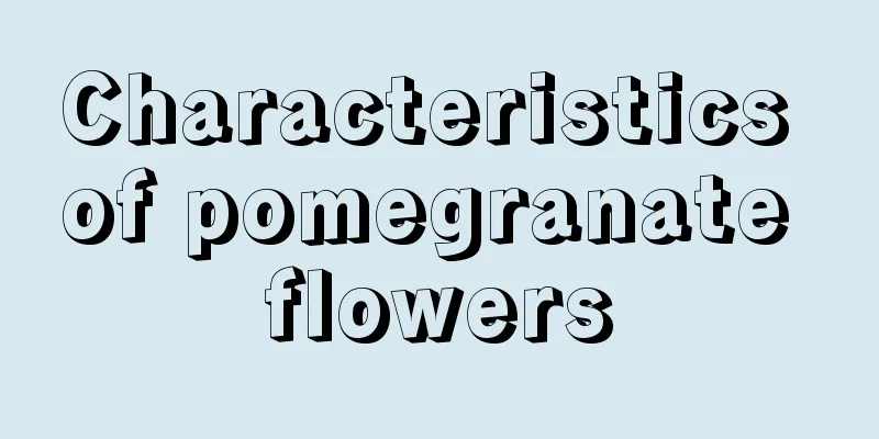 Characteristics of pomegranate flowers