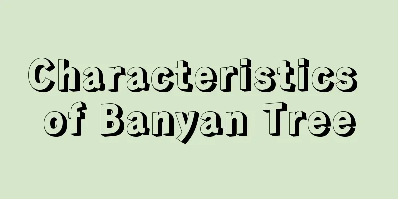 Characteristics of Banyan Tree