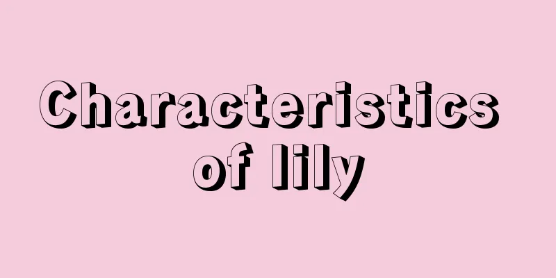 Characteristics of lily