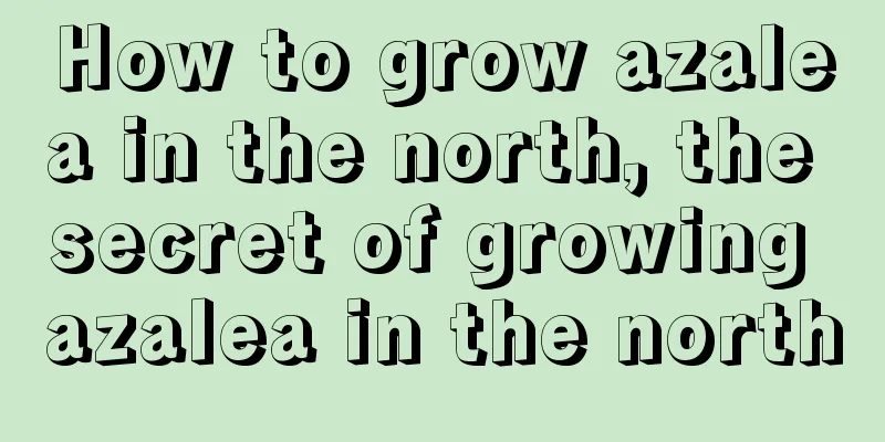 How to grow azalea in the north, the secret of growing azalea in the north