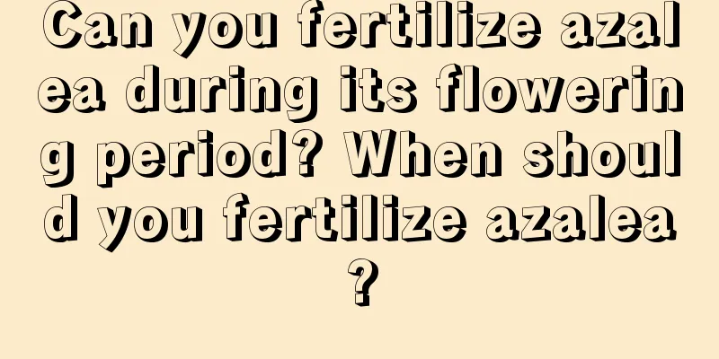 Can you fertilize azalea during its flowering period? When should you fertilize azalea?